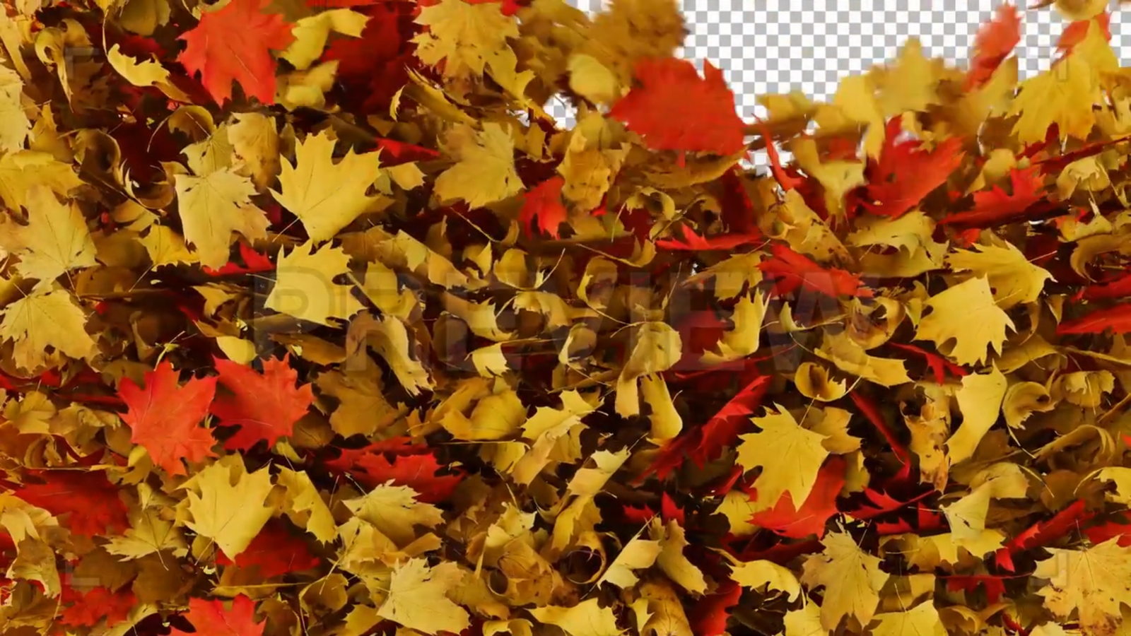 Maple Leaves Transition