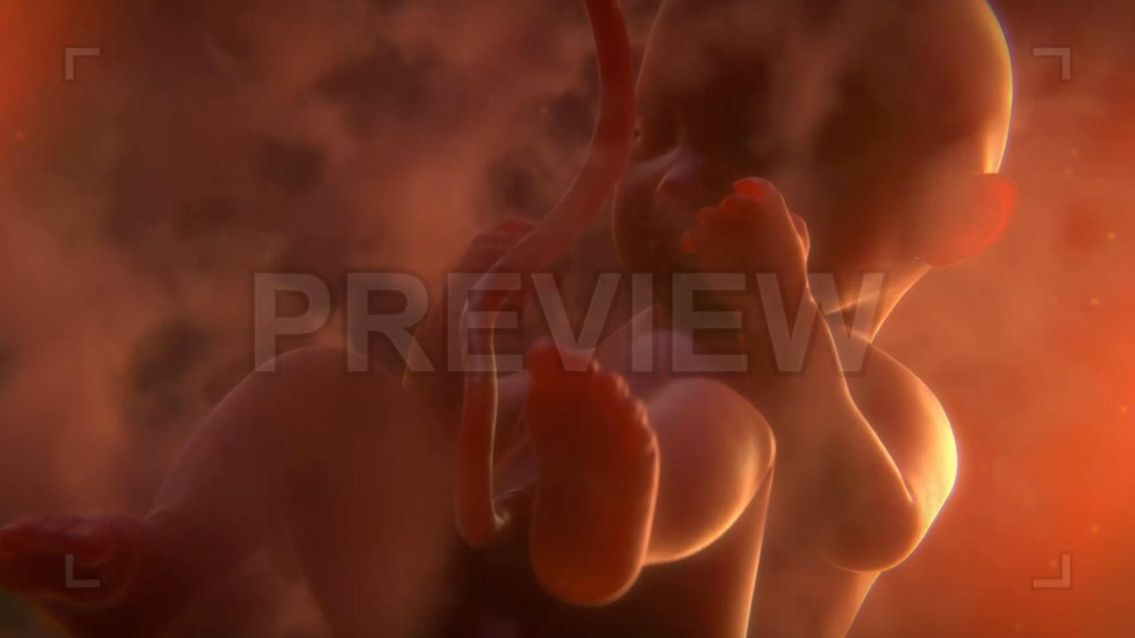 Fetus In The Womb