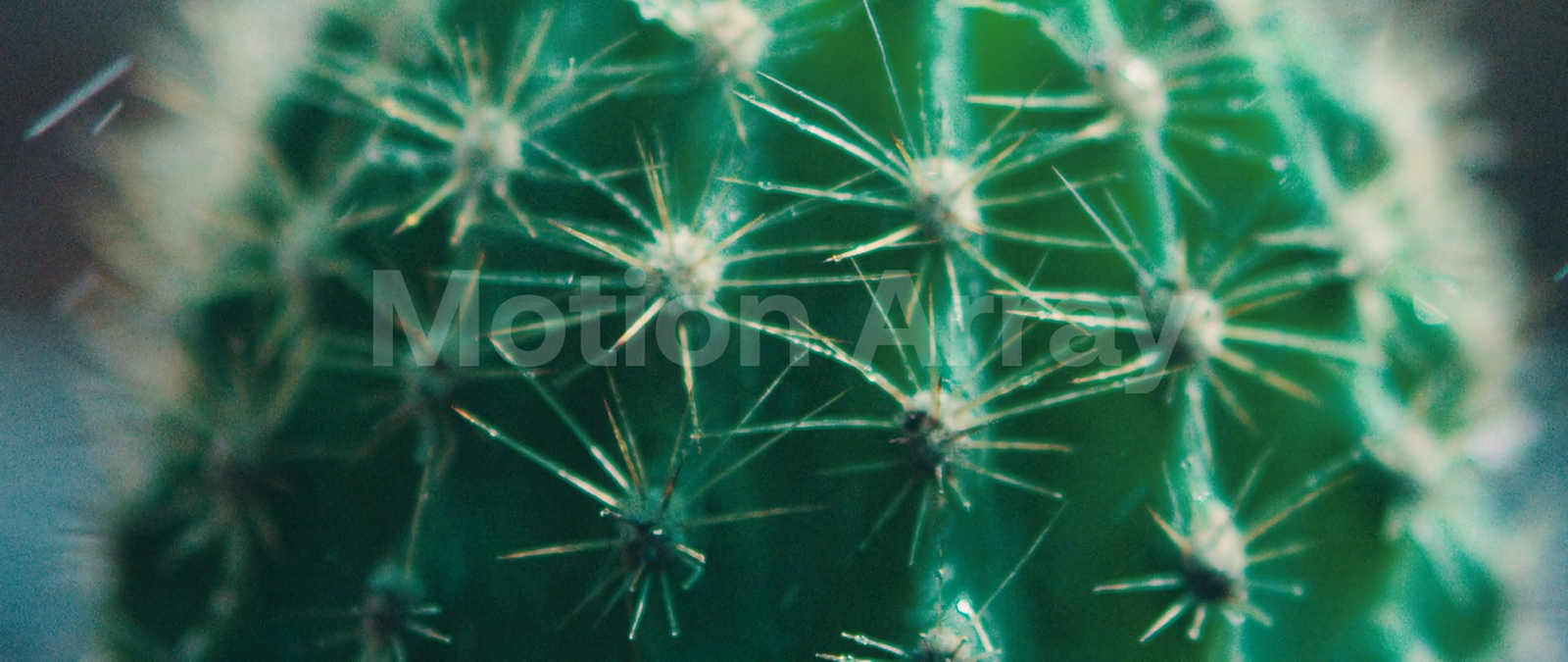 Cactus Thorns